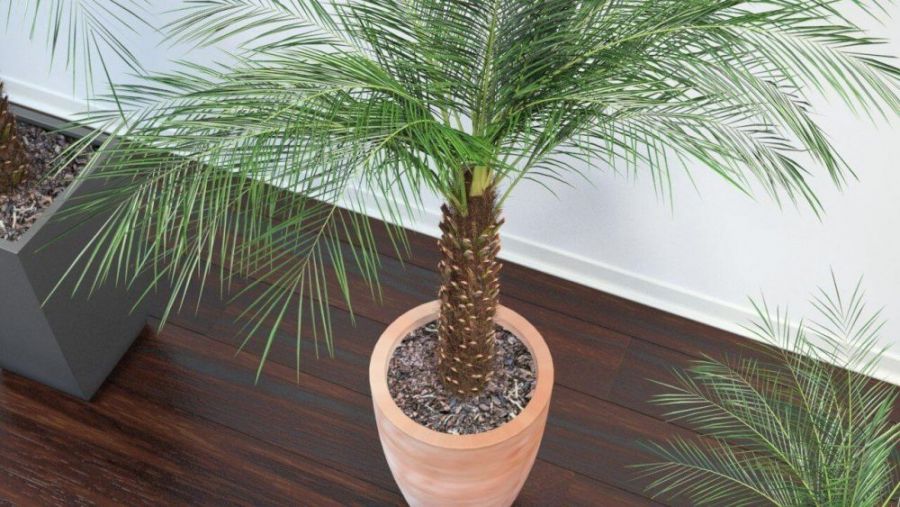 اصول نگهداری و تکثیر نخل زینتی (2 نکته مهم)