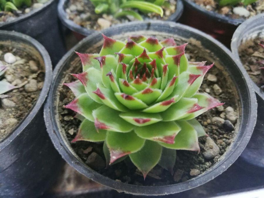 راهنمای کاشت و تکثیر گل سمپریوم  (2 نکته مهم)