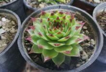 راهنمای کاشت و تکثیر گل سمپریوم  (2 نکته مهم)