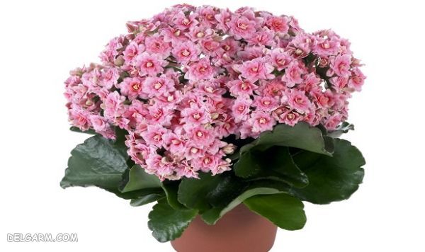 گل بهاری