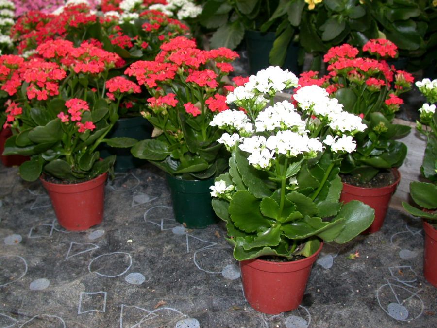 اصول کاشت و تکثیر گیاه کالانکوآ (2 نکته مهم) اصول کاشت و تکثیر گیاه کالانکوآ (2 نکته مهم)