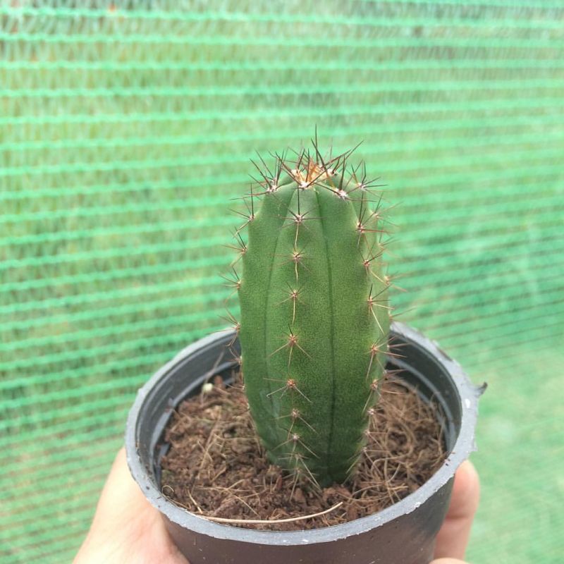 راهنمای کاشت و تکثیر کاکتوس سن پدرو (2 نکته مهم)