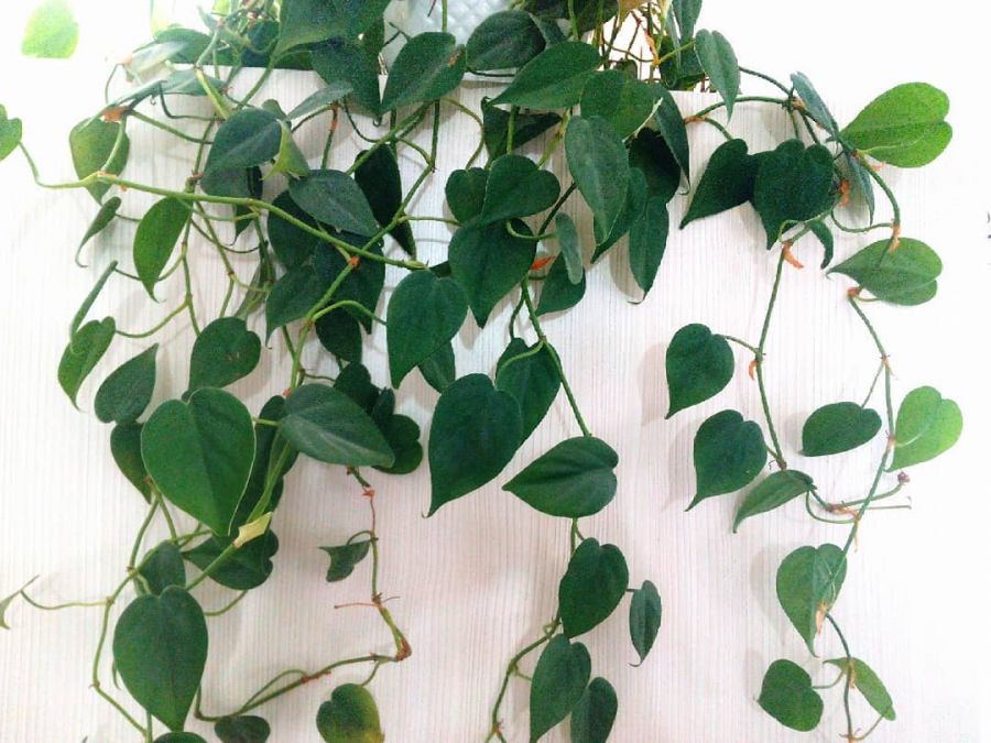 راهنمای نگهداری گیاهان بالارونده همیشه سبز (2 نکته مهم) راهنمای نگهداری گیاهان بالارونده همیشه سبز (2 نکته مهم)
