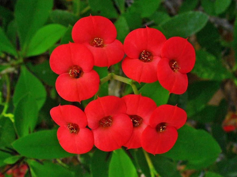 اصول کاشت و نگهداری مرجان مینیاتوری (2 نکته مهم)