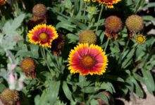 روش کاشت و پرورش گل رعنا  (2 نکته مهم)
