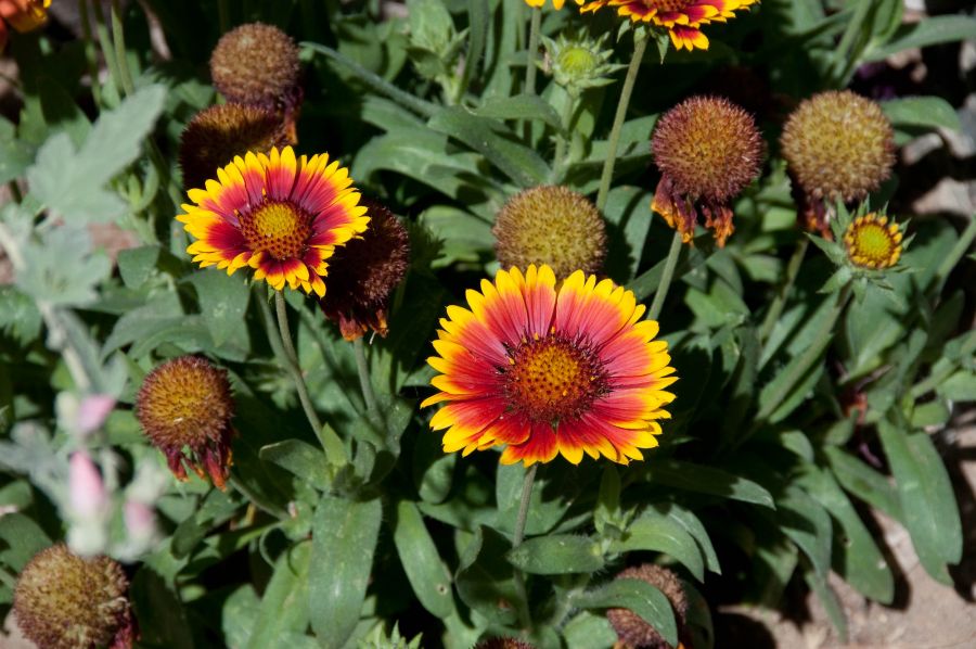 روش کاشت و پرورش گل رعنا  (2 نکته مهم)