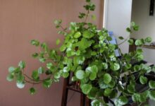 اصول کاشت و مراقبت از گل پیچک سوئدی (2 نکته مهم)