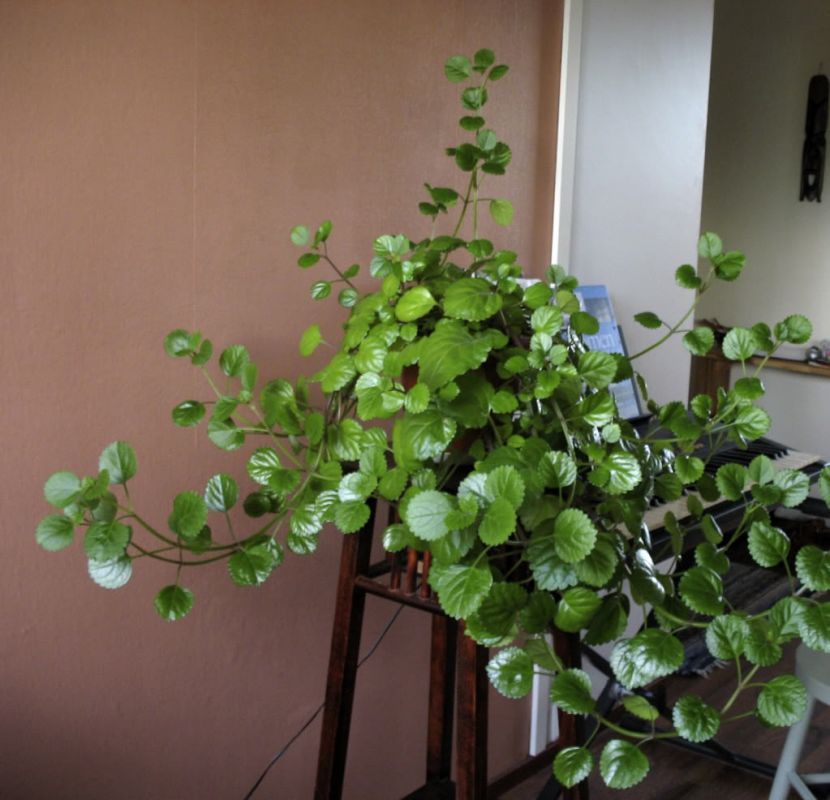 اصول کاشت و مراقبت از گل پیچک سوئدی (2 نکته مهم)