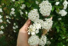 روش کاشت و نگهداری درختچه عروس (2 نکته مهم)