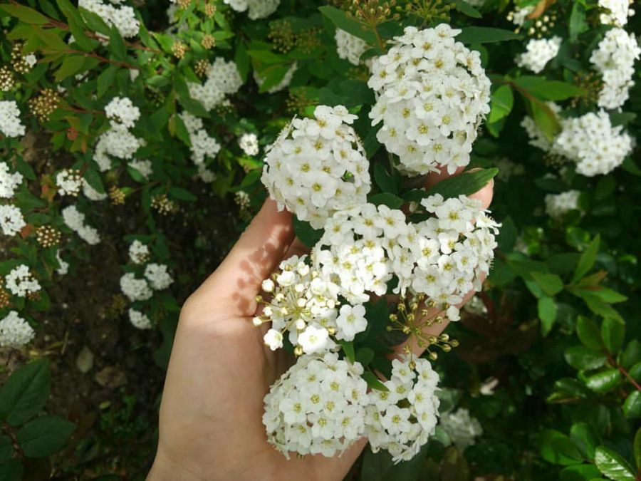 روش کاشت و نگهداری درختچه عروس (2 نکته مهم) روش کاشت و نگهداری درختچه عروس (2 نکته مهم)