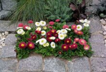 روش کاشت و تکثیر گل مینای چمنی (2 نکته مهم)