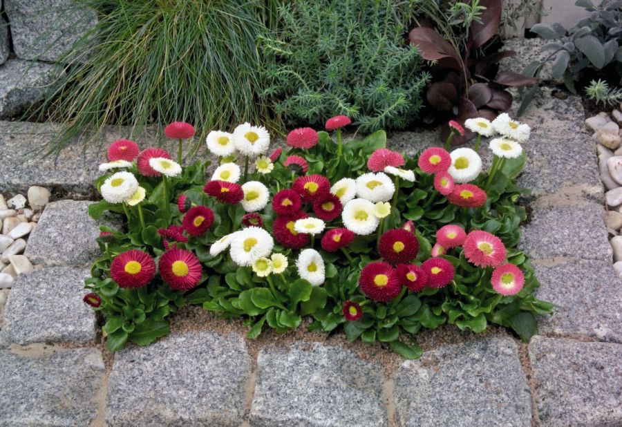 روش کاشت و تکثیر گل مینای چمنی (2 نکته مهم)