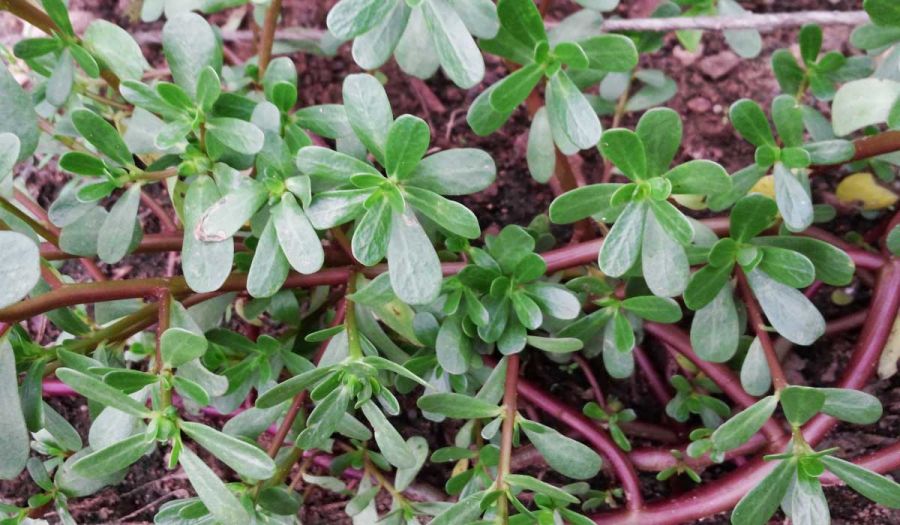 روش کاشت و تکثیر گیاه خرفه (2 نکته مهم)