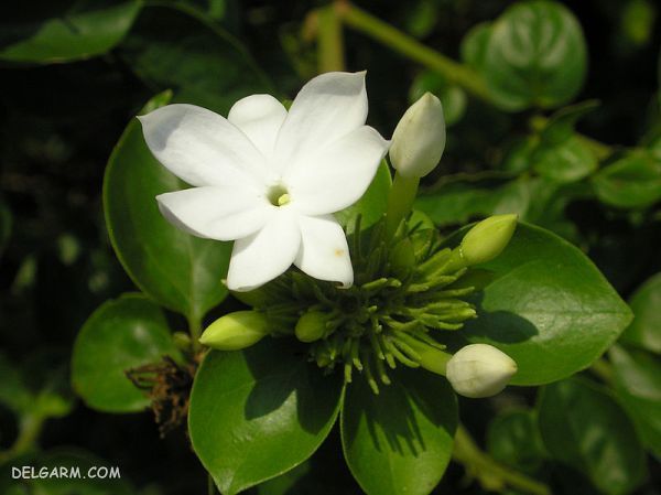خواص بوی گل یاس