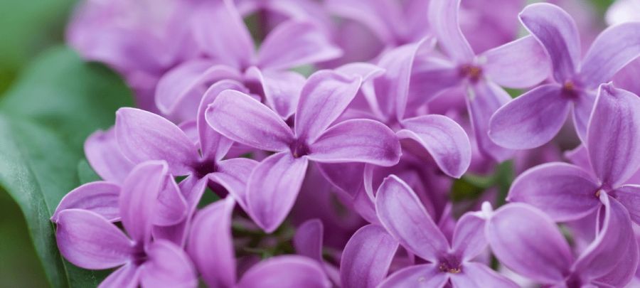 فواید بوی گل یاس برای شادابی روح و روان (2 نکته مهم) فواید بوی گل یاس برای شادابی روح و روان (2 نکته مهم)