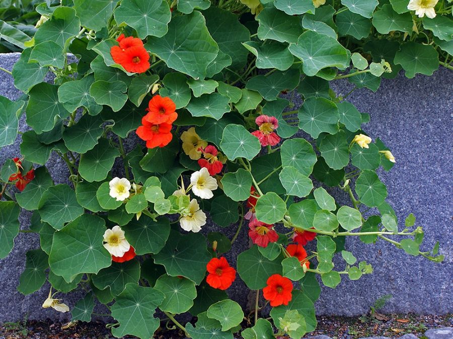 اصول کاشت و تکثیر گل لادن (2 نکته مهم) اصول کاشت و تکثیر گل لادن (2 نکته مهم)