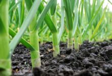 چگونه در خانه سیر بکاریم؟ (2 نکته مهم)