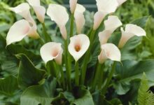 اصول کاشت و مراقبت از گل شیپوری هلندی (2 نکته مهم)