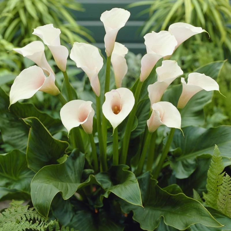اصول کاشت و مراقبت از گل شیپوری هلندی (2 نکته مهم)