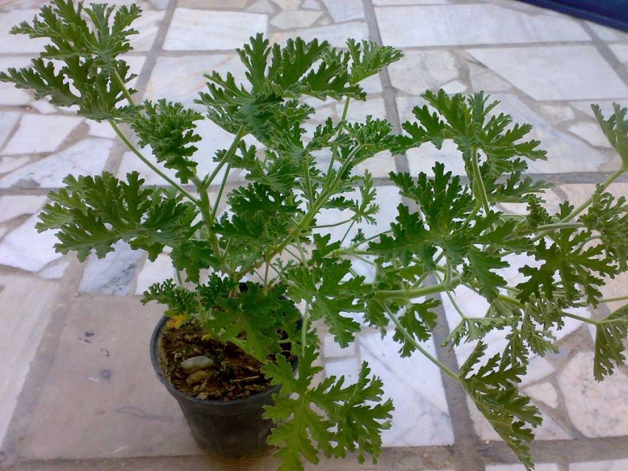 آموزش کاشت و تکثیر گیاه خوشبوی عطر چای (2 نکته مهم) آموزش کاشت و تکثیر گیاه خوشبوی عطر چای (2 نکته مهم)