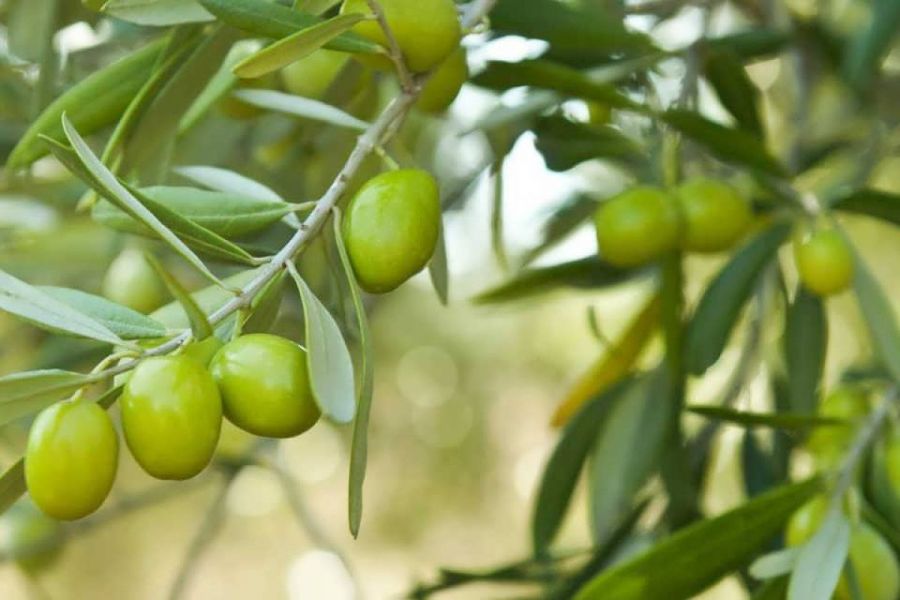 آموزش کامل کاشت و تکثیر درخت زیتون (2 نکته مهم) آموزش کامل کاشت و تکثیر درخت زیتون (2 نکته مهم)