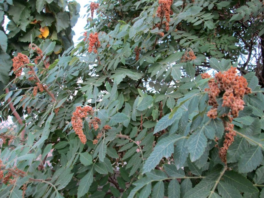 چگونه سماق بکاریم؟ (2 نکته مهم) چگونه سماق بکاریم؟ (2 نکته مهم)