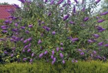 آشنایی با روش کاشت و تکثیر درختچه دم موشی  (2 نکته مهم)
