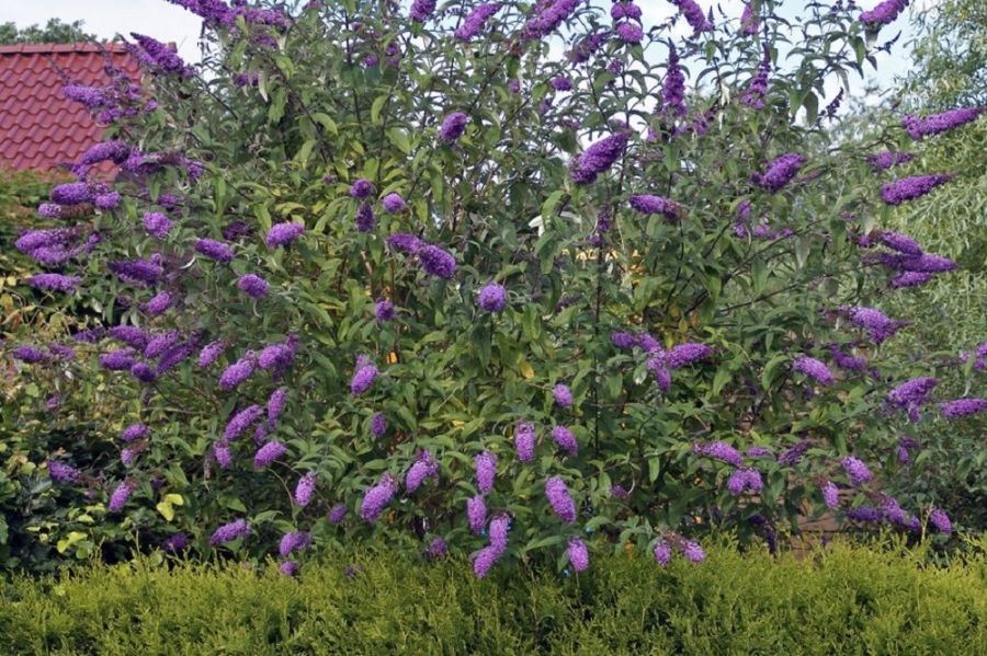آشنایی با روش کاشت و تکثیر درختچه دم موشی  (2 نکته مهم)