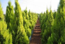 راهنمای کاشت و پرورش سرو لاوسون (2 نکته مهم)