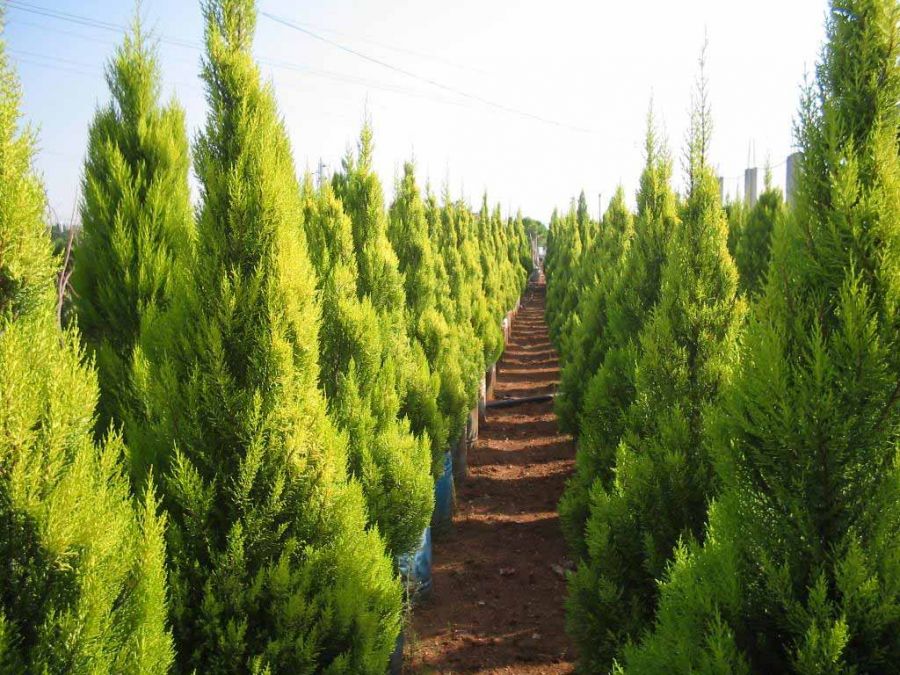 راهنمای کاشت و پرورش سرو لاوسون (2 نکته مهم)