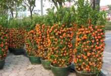 اصول کاشت و نگهداری کامکوات (2 نکته مهم)