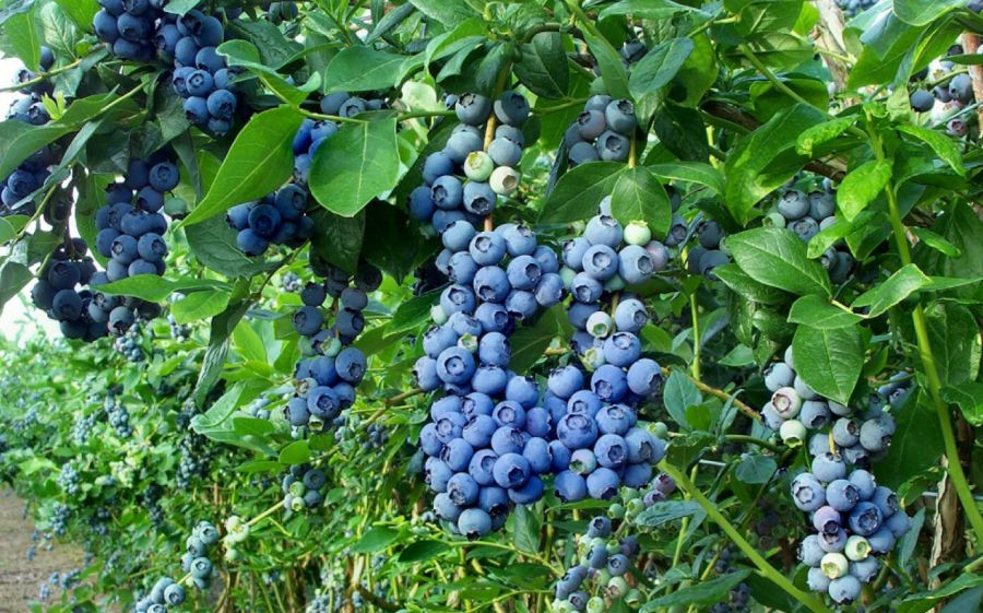 روش کاشت بلوبری و مراقبت از آن (2 نکته مهم) روش کاشت بلوبری و مراقبت از آن (2 نکته مهم)