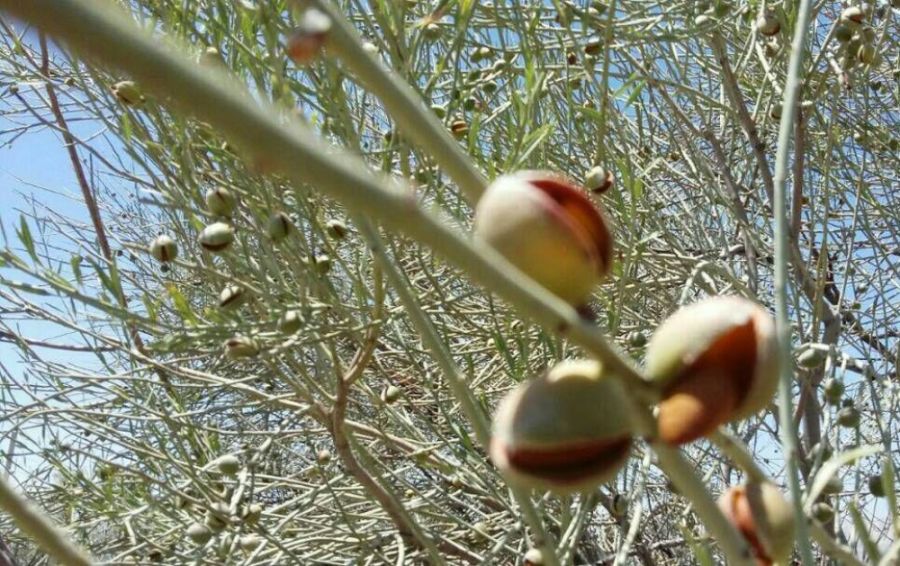 اصول کاشت و تکثیر بادام کوهی  (2 نکته مهم)
