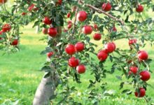 معرفی درخت و درختچه های زینتی  (2 نکته مهم)