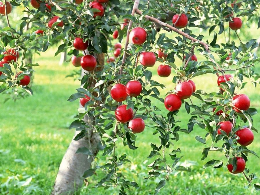 معرفی درخت و درختچه های زینتی  (2 نکته مهم)