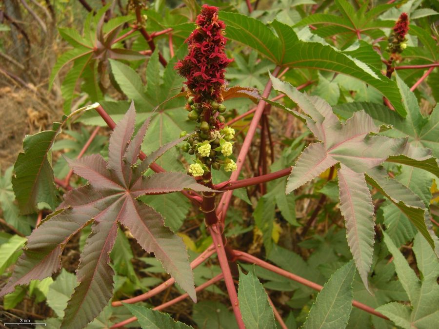 راهنمای کاشت گیاه کرچک و مراقبت از آن (2 نکته مهم)