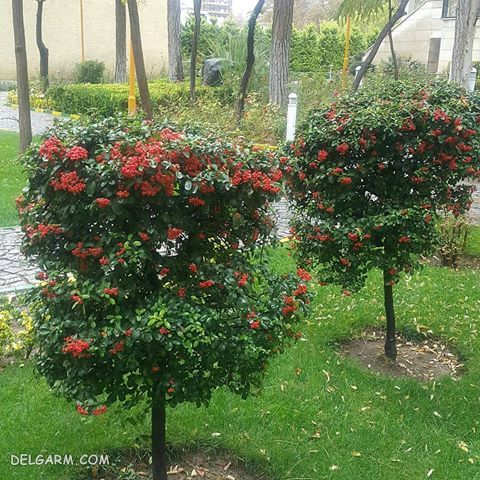 درخت شیرخشت