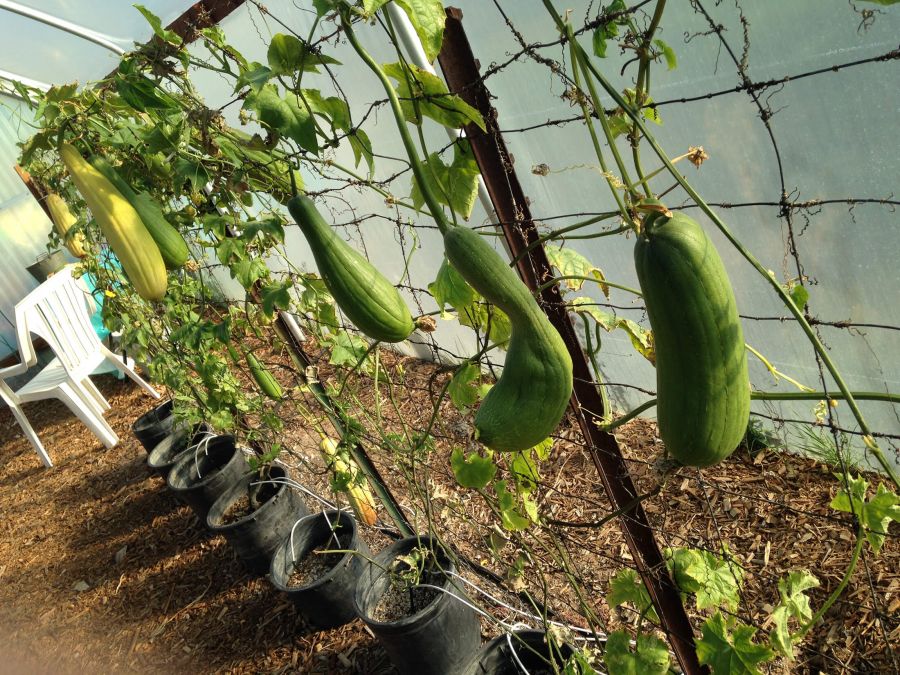 راهنمای کاشت و تکثیر گیاه لیف طبیعی (2 نکته مهم)