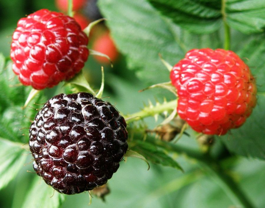 چگونه تمشک بکاریم؟ (2 نکته مهم)