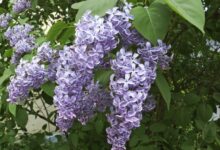 اصول کاشت و نگهداری یاس بنفش  (2 نکته مهم)