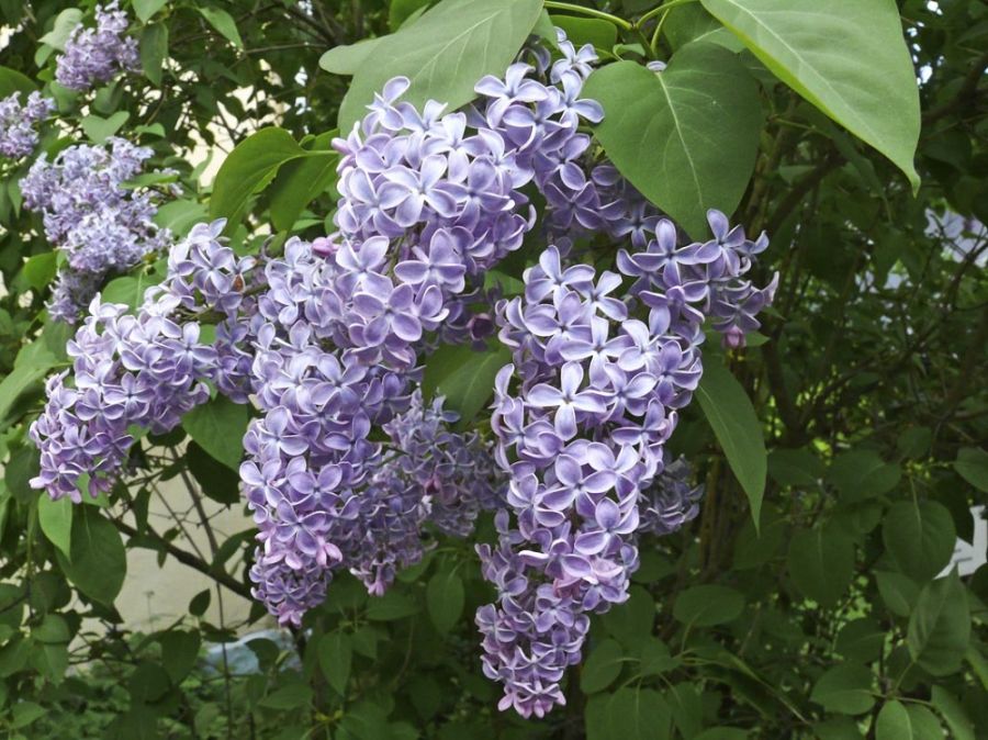 اصول کاشت و نگهداری یاس بنفش  (2 نکته مهم)