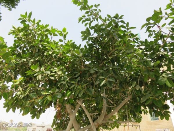 انجیر معابد
