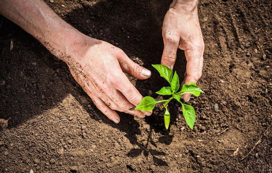 اصول کاشت و پرورش درخت نارون (2 نکته مهم) اصول کاشت و پرورش درخت نارون (2 نکته مهم)