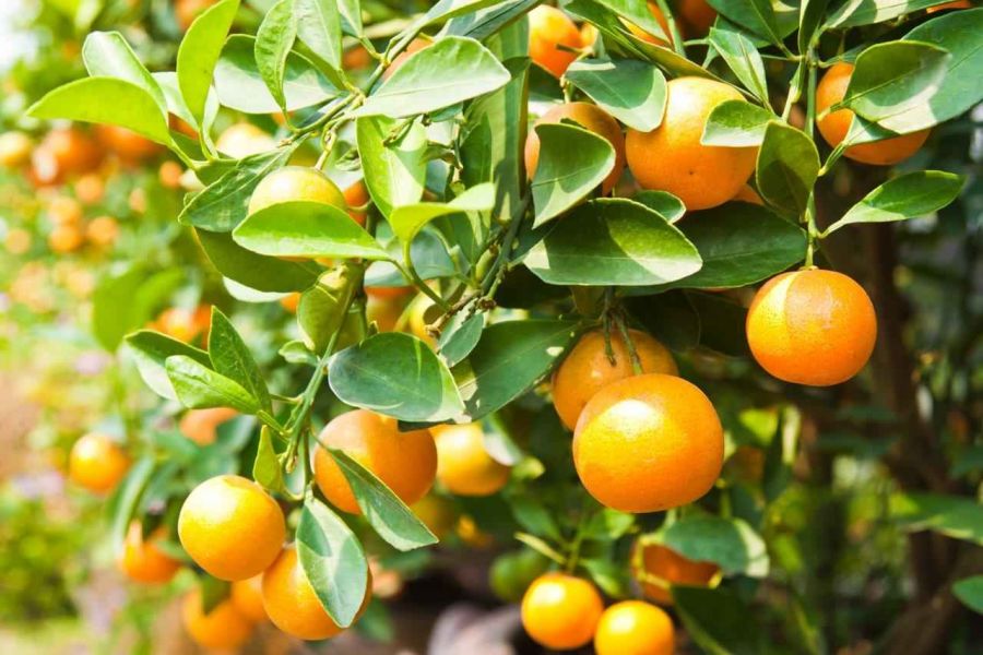 روش کاشت و تکثیر درخت نارنج (2 نکته مهم) روش کاشت و تکثیر درخت نارنج (2 نکته مهم)