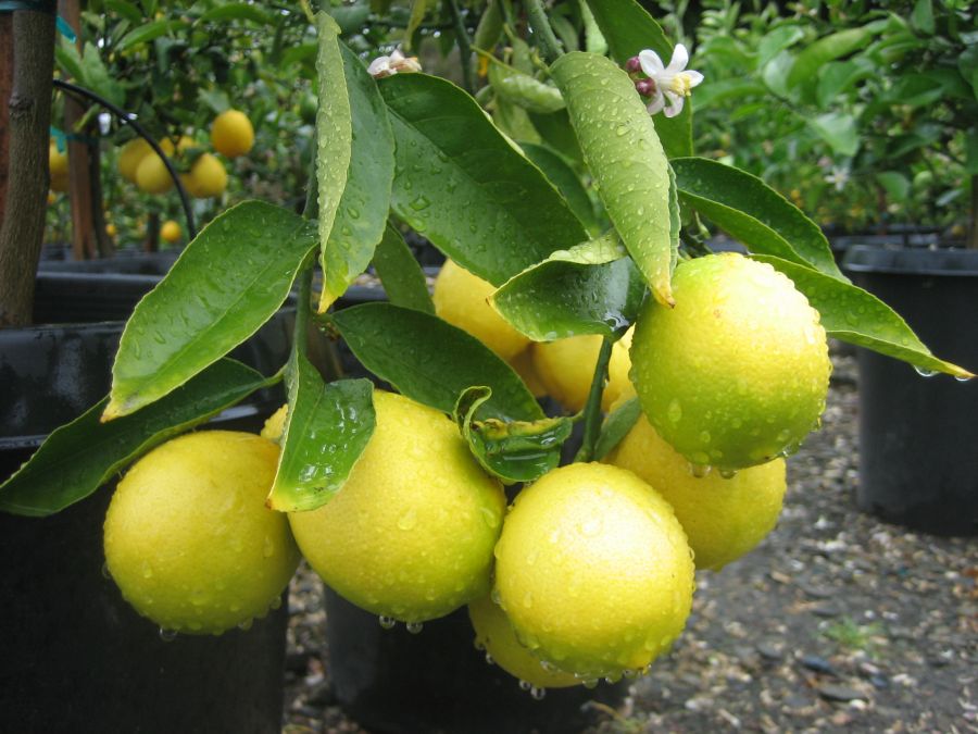 اصول کاشت و نگهداری لیمو عمانی (2 نکته مهم) اصول کاشت و نگهداری لیمو عمانی (2 نکته مهم)