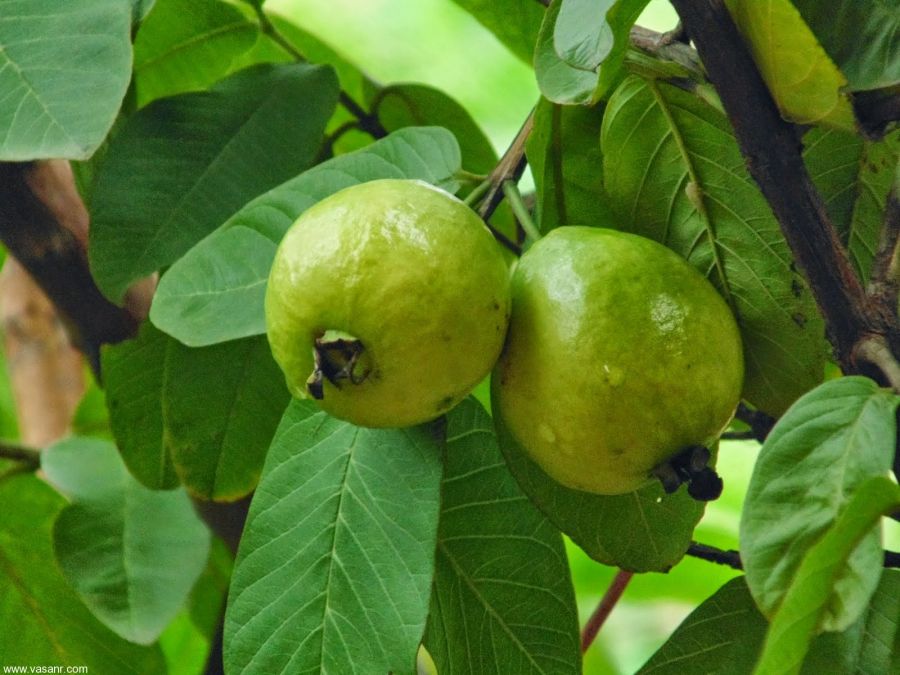 چگونه درخت گواوا بکاریم؟ (2 نکته مهم) چگونه درخت گواوا بکاریم؟ (2 نکته مهم)