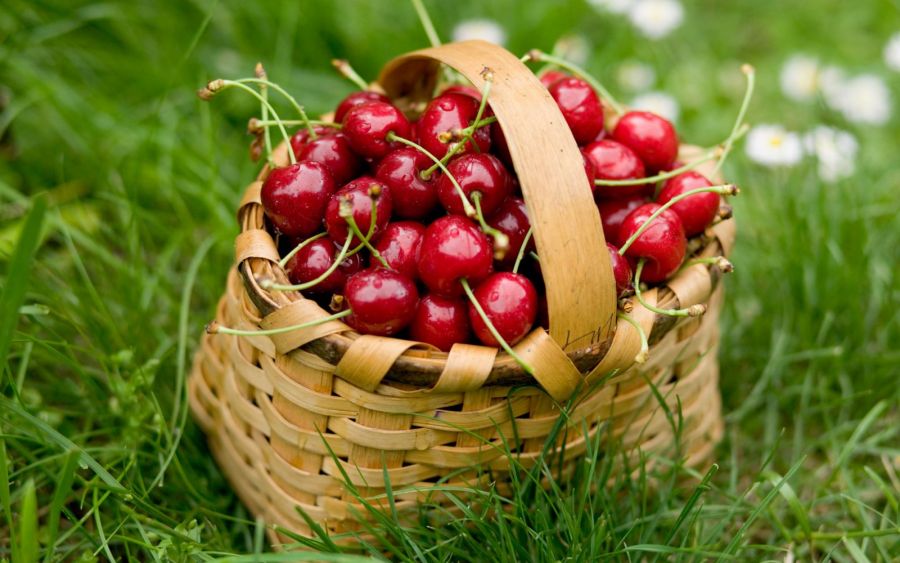 آشنایی با اصول کاشت و نگهداری درخت گیلاس (2 نکته مهم) آشنایی با اصول کاشت و نگهداری درخت گیلاس (2 نکته مهم)