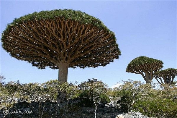 درخت