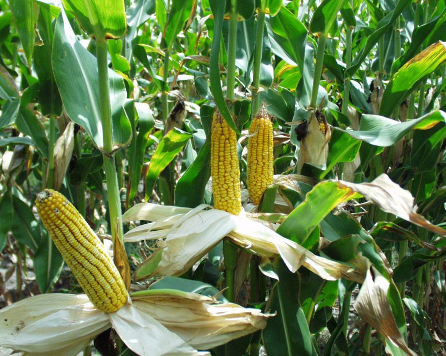 راهنمای کاشت و برداشت ذرت (2 نکته مهم) راهنمای کاشت و برداشت ذرت (2 نکته مهم)