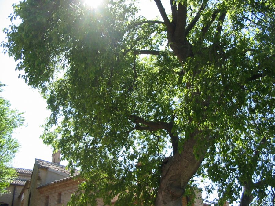 معرفی درخت داغداغان و روش کاشت آن (2 نکته مهم)